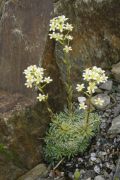 Saxifraga crustata 'Compacta'